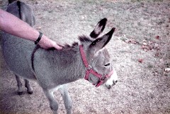 Kentucky Horse Park